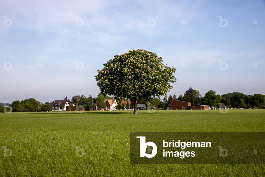 Flax field in Eure, France.