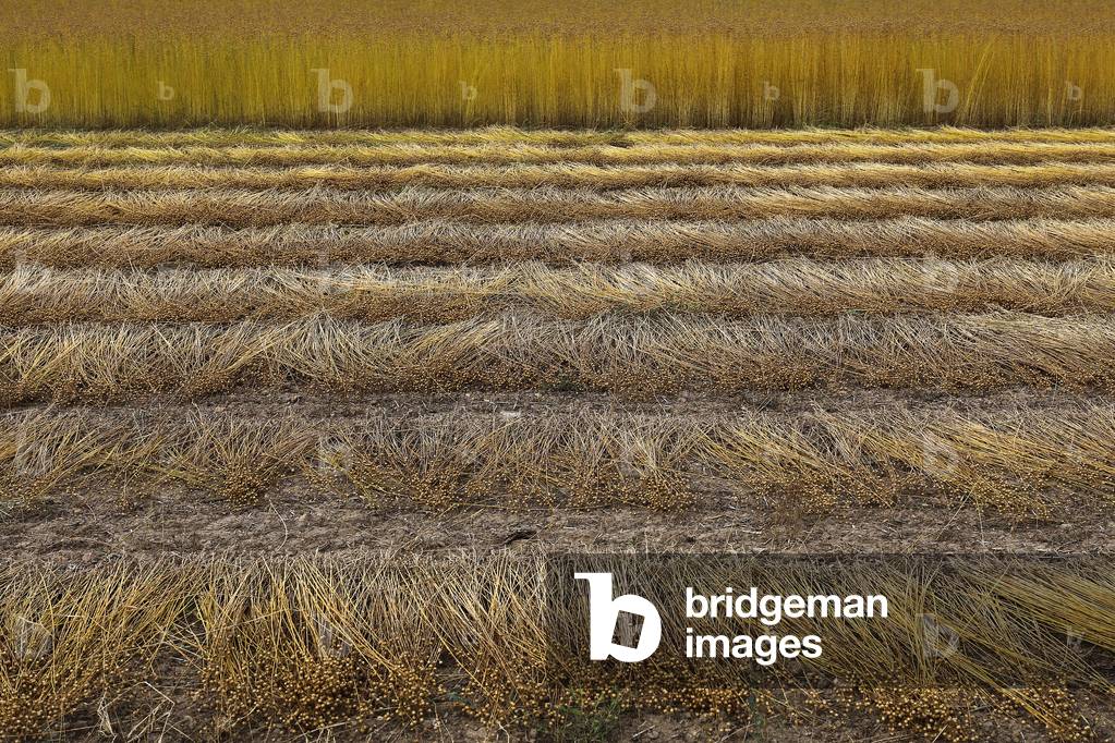 Flax field in Eure, France.