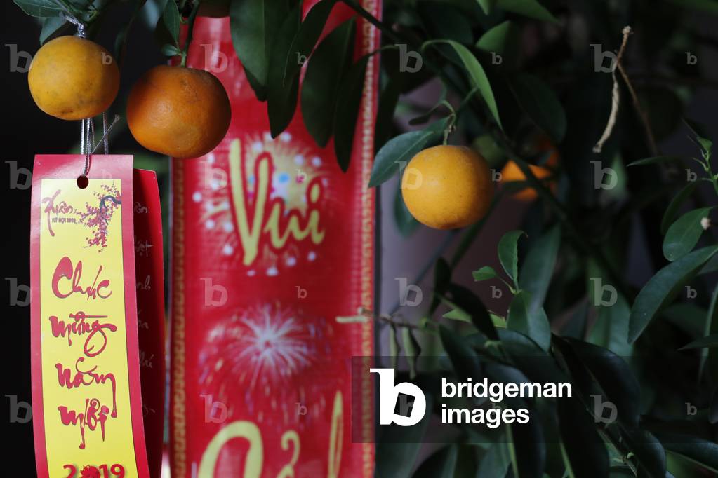 Calamondin orange trees during Chinese New Year, Vietnam, 2019 (photo)