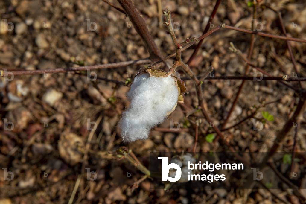 Cotton growing in North Togo, 2019 (photo)