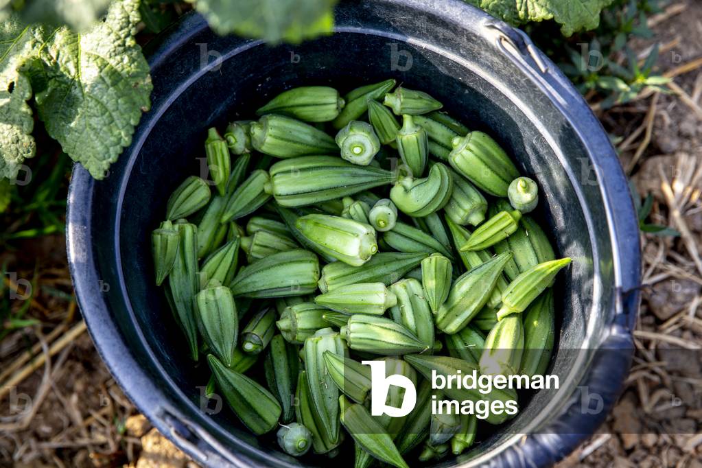 Okra harvest in Namong, Tone district, Togo (photo)