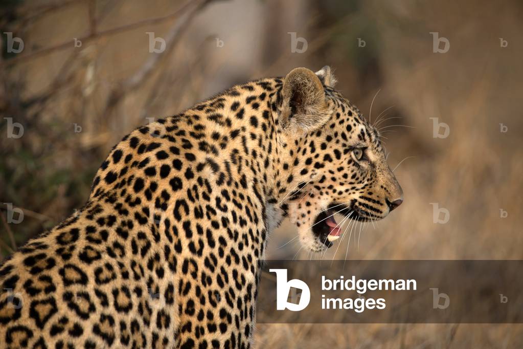 African Leopard  (Panthera pardus) in savanna,  Kruger National Park, South-Africa, 2018 (photo)