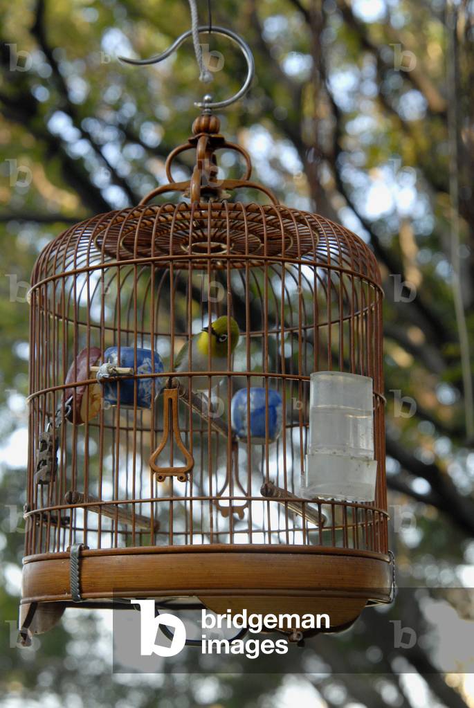 Bird singing contest, MACAO, CHINE