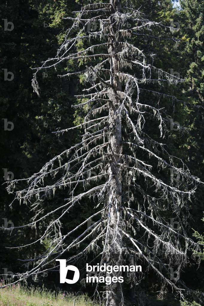 Dead tree in the mountain, Saint-Gervais, France, 2019 (photo)