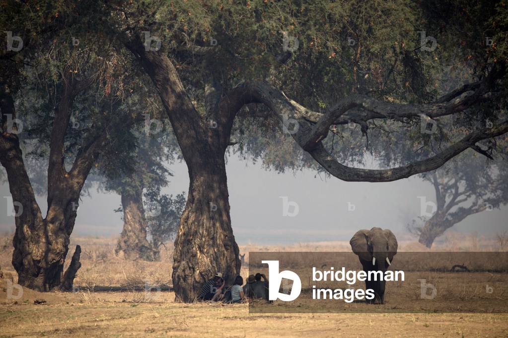 Mana Pools National Park, African Bush Elephant (Loxodonta africana), Safari photo, Zimbabwe (photo)