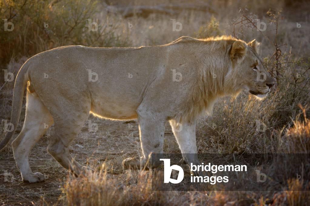 Madikwe game reserve Safari Lion, Madikwe, South Africa