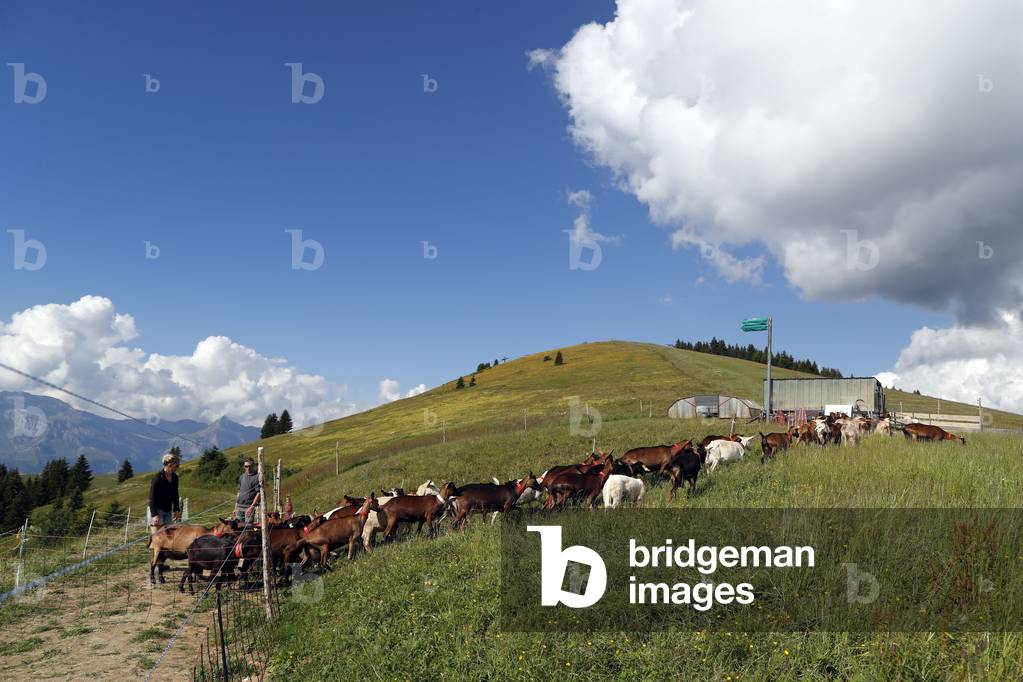 Goat farm in the french Alps.  France.