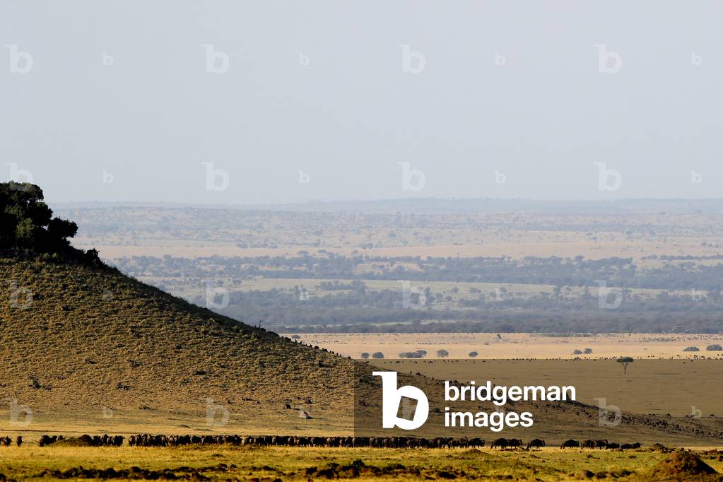 Wildebeest migration (Connochaetes taurinus), Masai Mara National Reserve, Kenya, 2019 (photo)