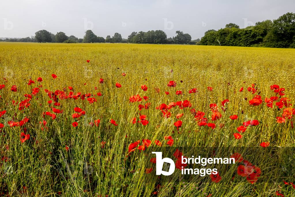 Poppies along a field in Eure, France (photo)