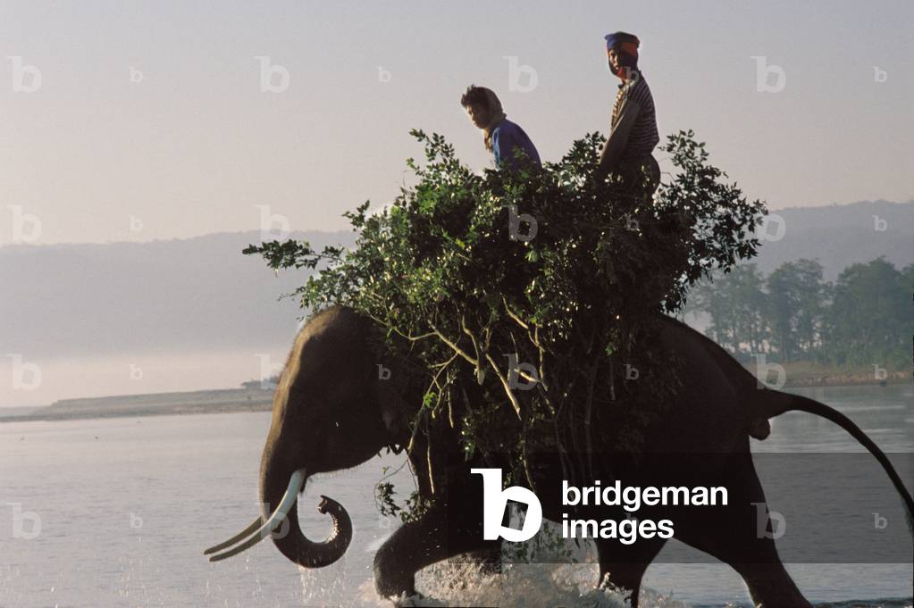 Nepalese farmers riding an elephant, , Nepal