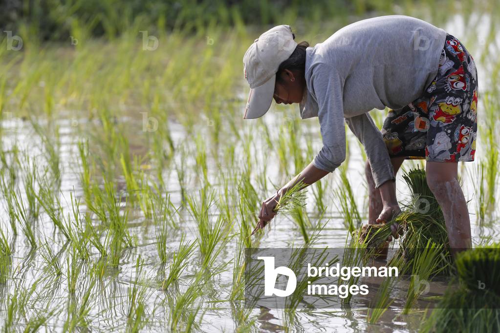 Female farmer transplanting rice shoots into rice paddies, Kep, Cambodia, 2019 (photo)