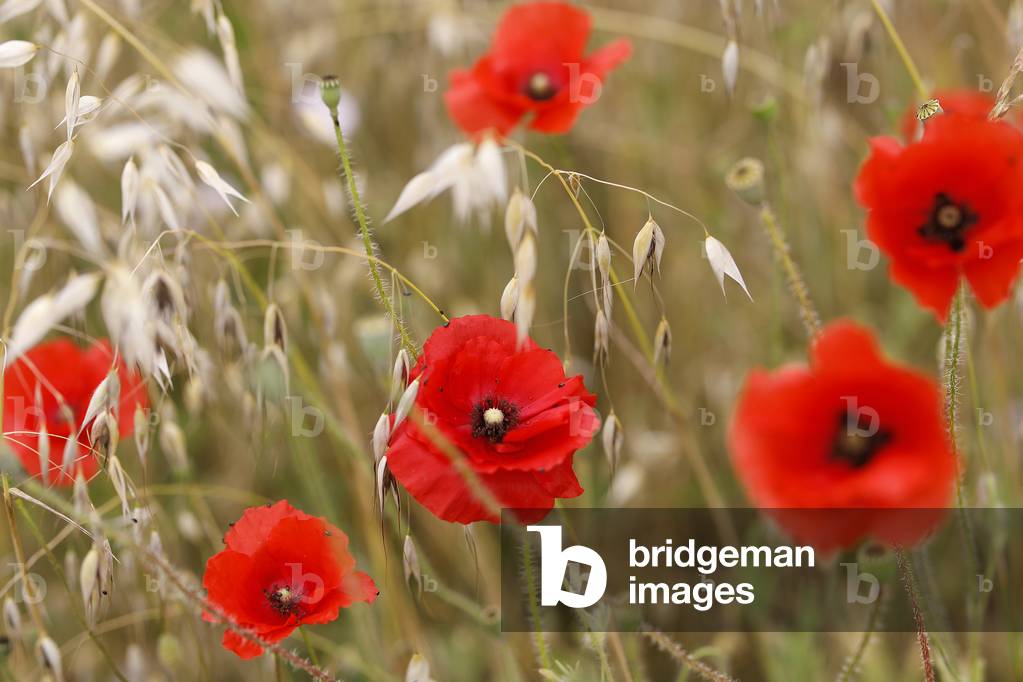 Poppies in Giverny, France