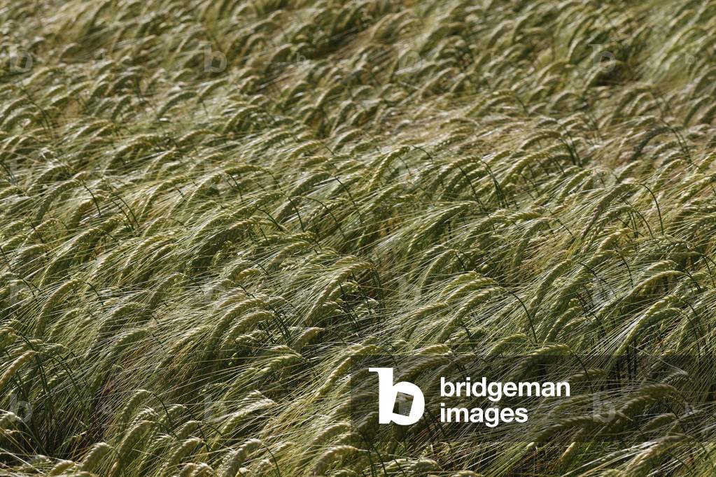 A field of wheat ready to ripen for harvest, Passy, France, 2020 (photo)