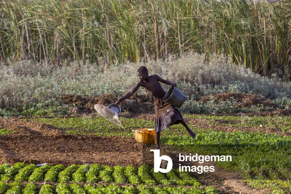 Girl fetching watering a field in Karsome, Togo (photo)