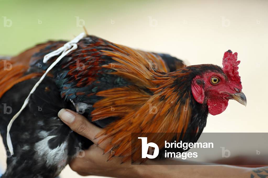 Rooster for cockfight, Kep, Cambodia, 2019 (photo)