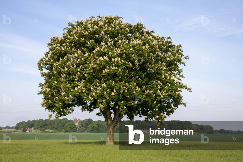 Flax field in Eure, France.