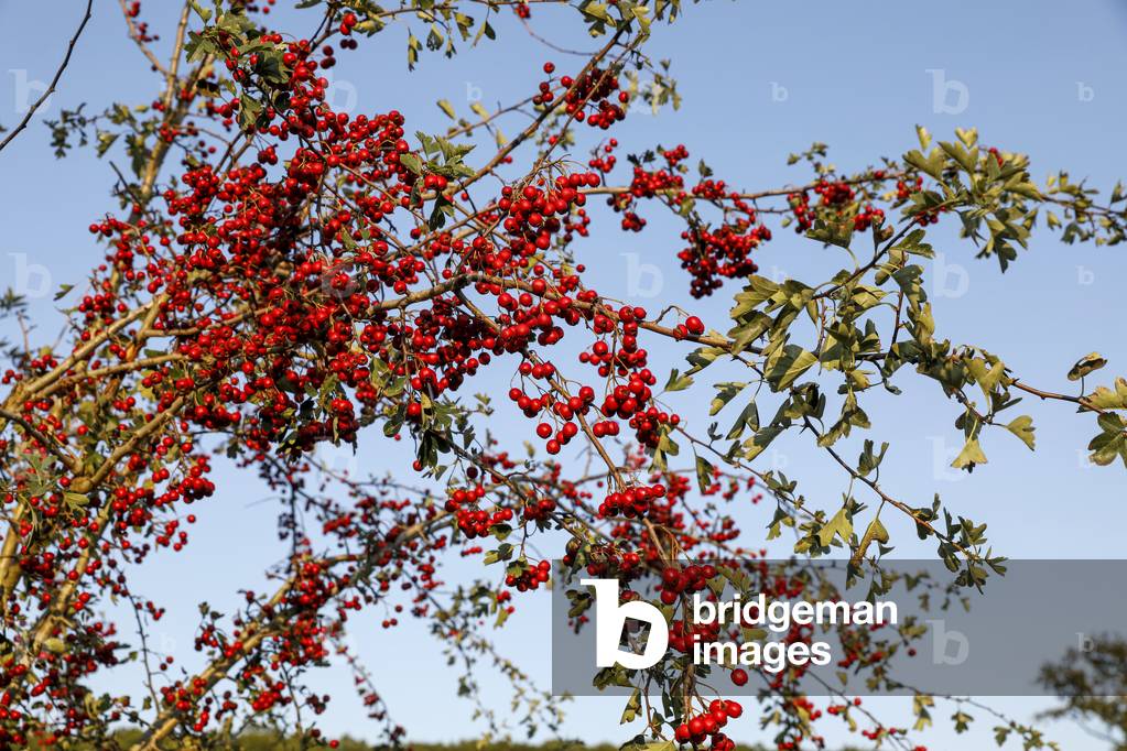 Wild berries on a tree in Eure, France