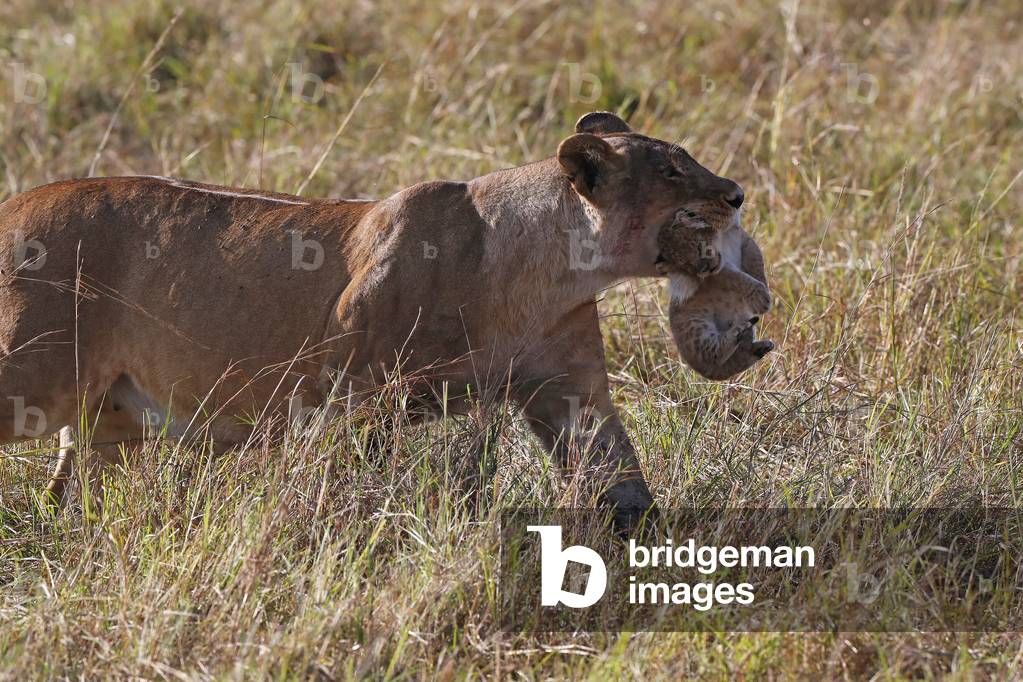 A lioness (Panthera leo) moving a young cubs from by carrying it in her mouth, Masai Mara National Park, Kenya, 2019 (photo)