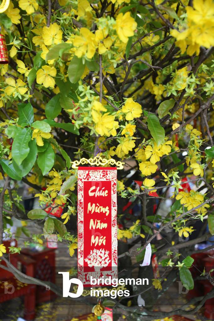 Chinese new yearDecorations hung on a yellow tree for good luck and fortune, Ho Chi Minh City, Vietnam