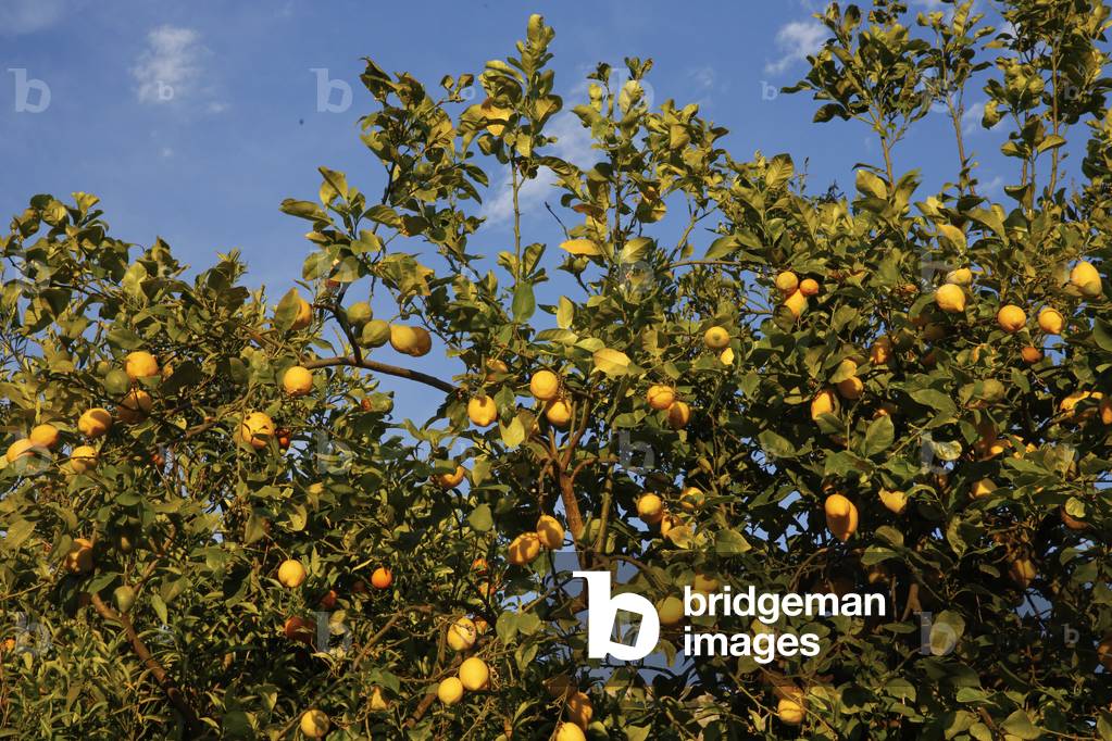 Orange grove in the Sierra tramontana, Majorca, Biniaraix, Spain
