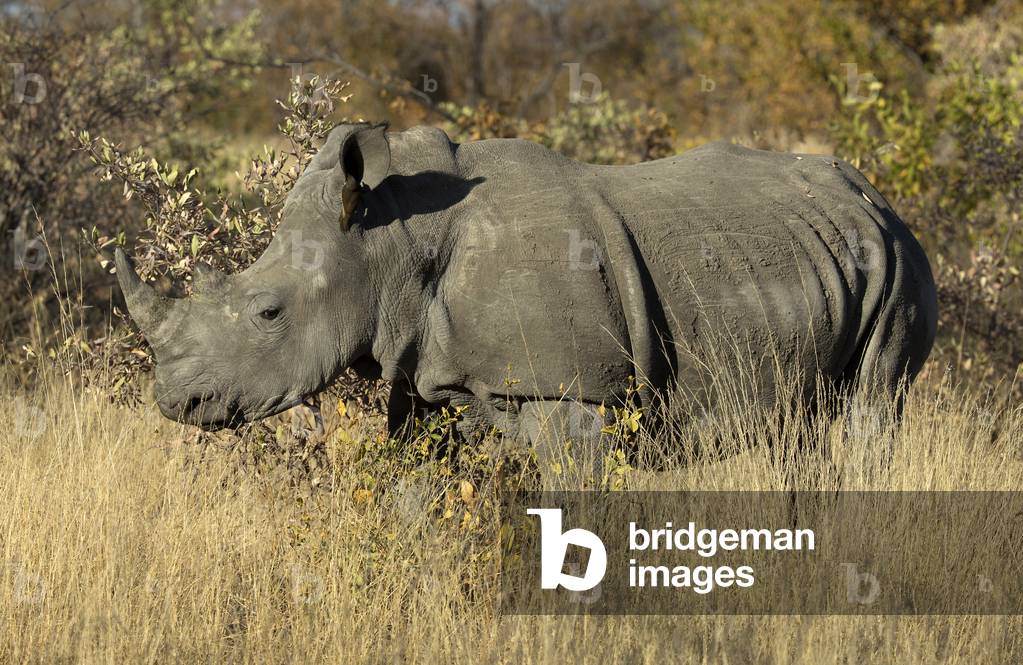 White rhinoceros ( Ceratotherium simum ) standing in the bush, Kruger National Park, South Africa, 2019 (photo)