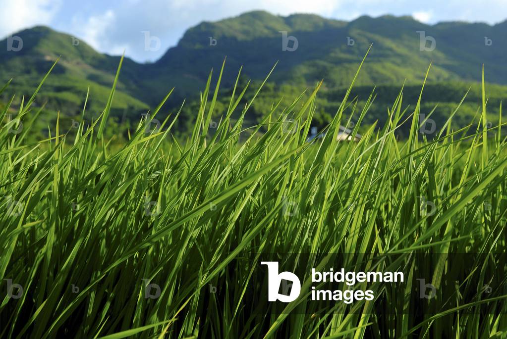 Rice field near Sapa, Sapa, Vietnam