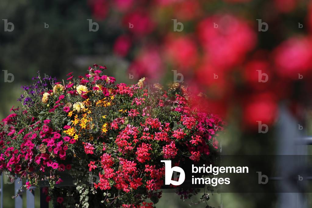 Colourful flowers in the village of Saint Gervais les Bains in the French Alps. France.
