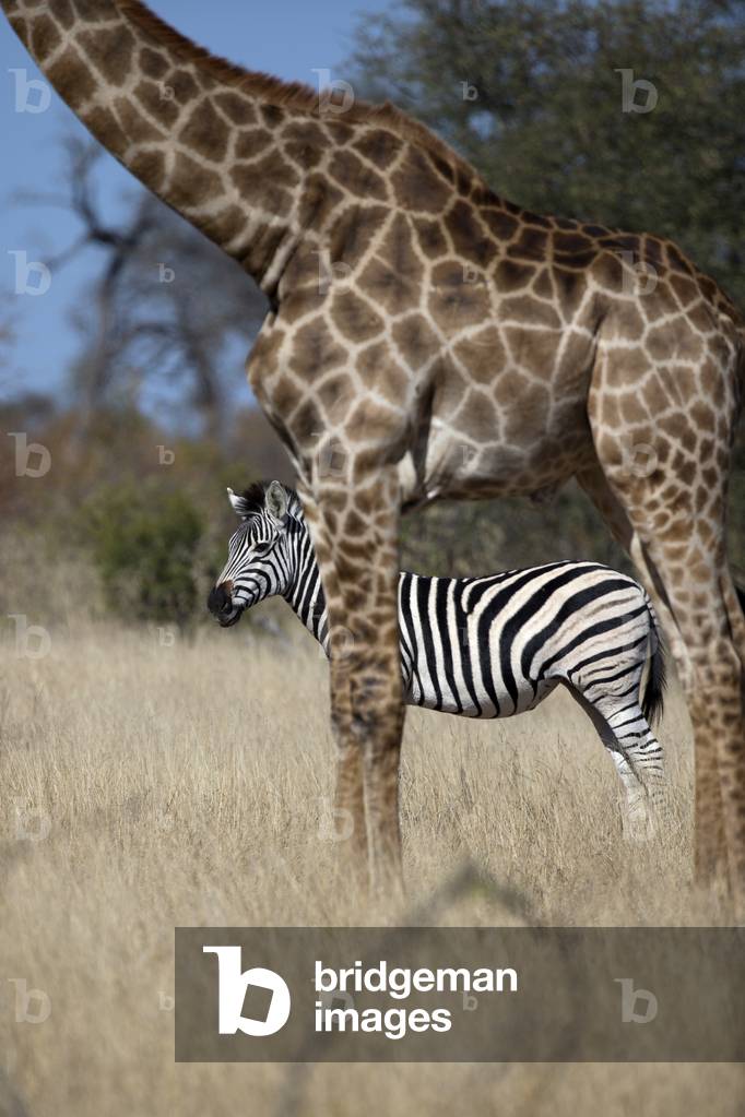 Zebra (Equus quagga burchellii) and Giraffe (Giraffa camelopardalis giraffa), Kruger National Park, South Africa, 2019 (photo)