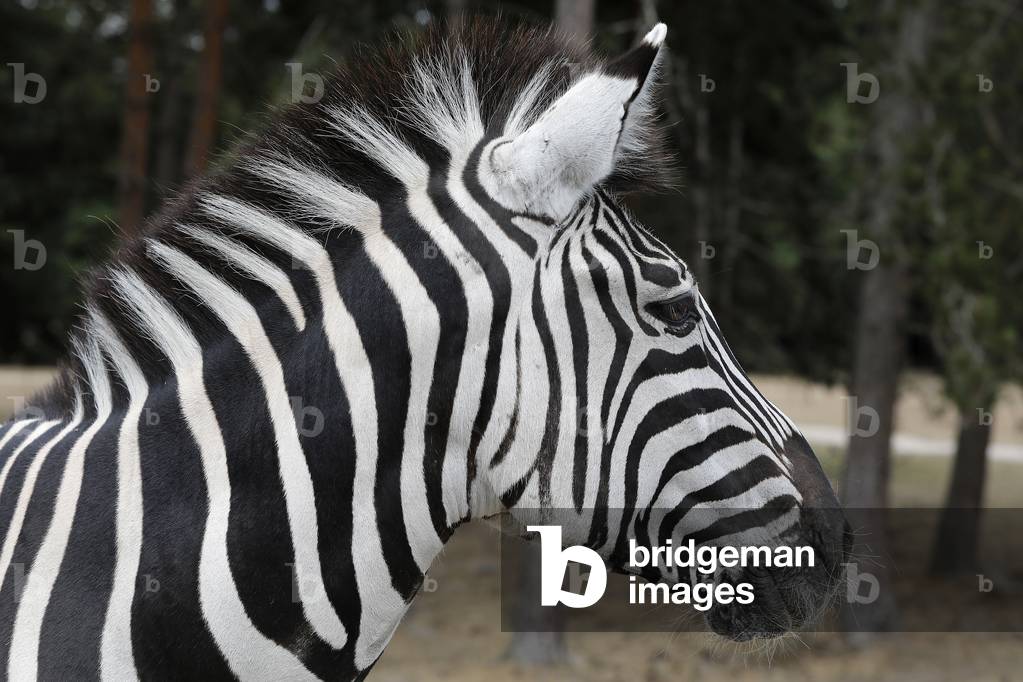 Zebra (Equus burchellii chapmani) in Thoiry zoo park, France