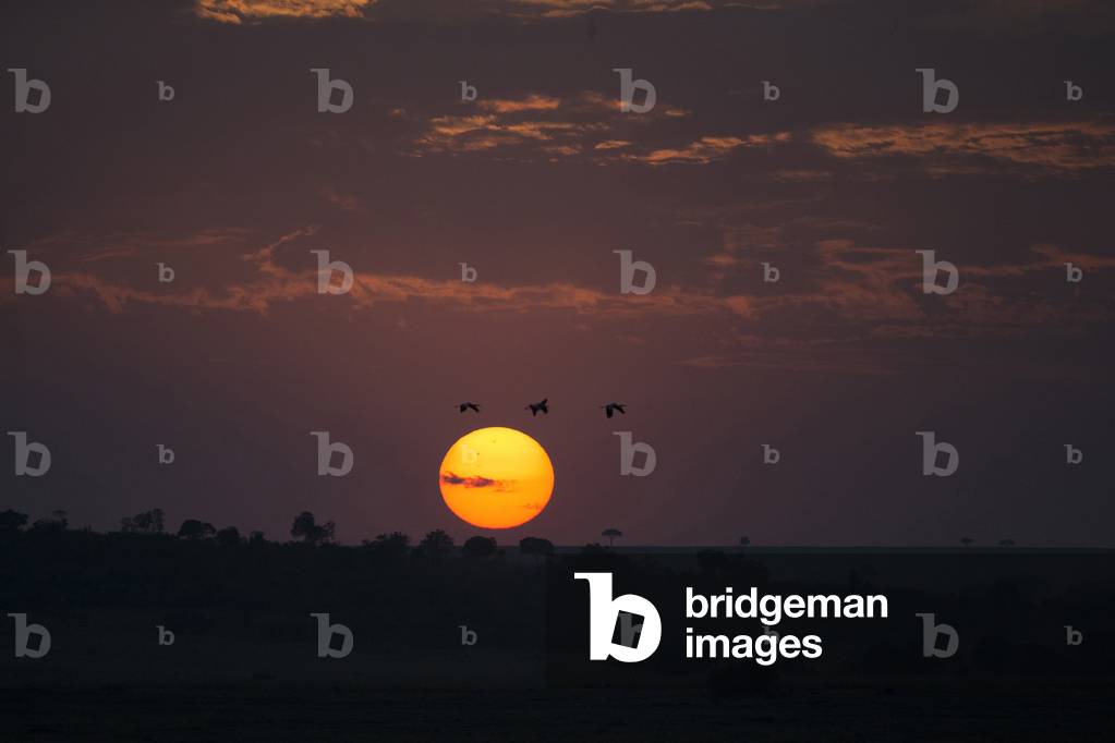 Sun rising over savanna, Masai Mara Game Reserve, Kenya, Africa (photo)