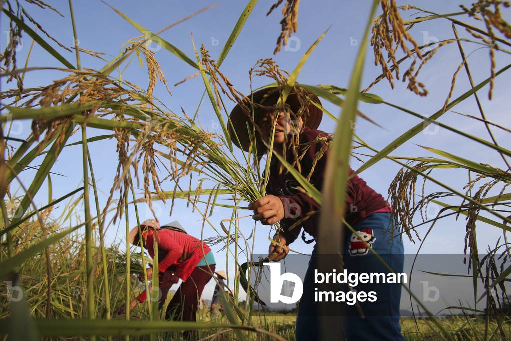 20151031, Vang Vieng, Laos : Agriculture. Rice field. Lao farmer harvesting rice