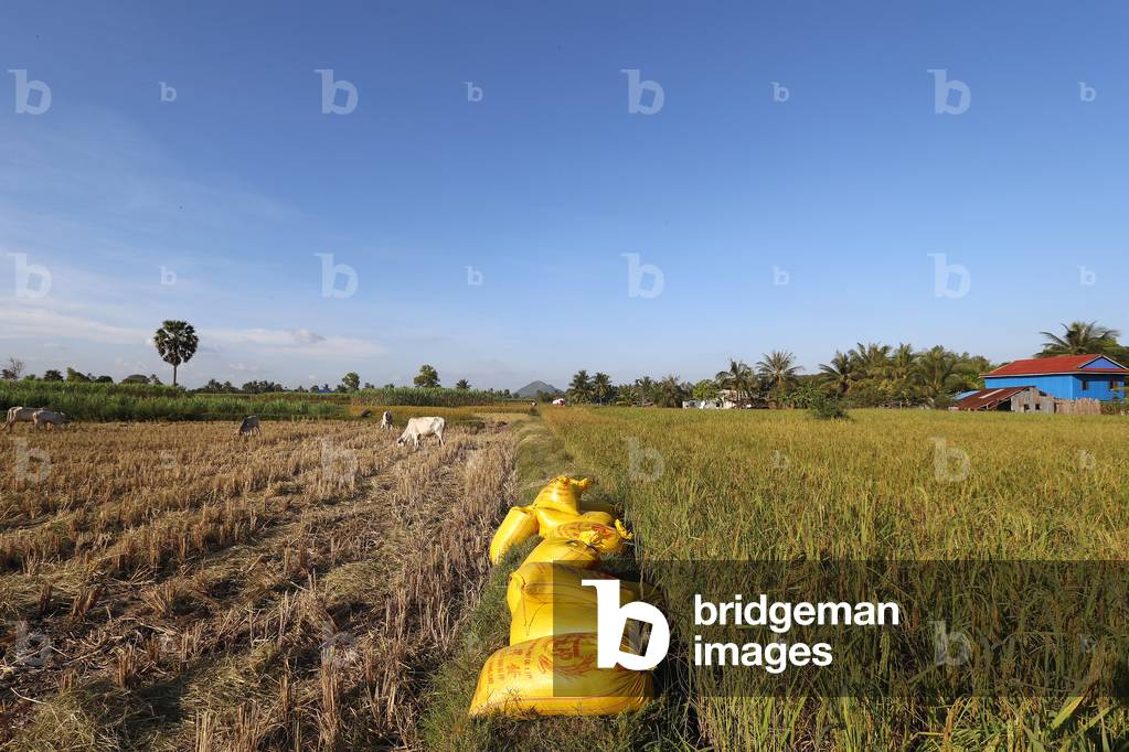 Rice bags waiting to be transported, Kep, Cambodia (photo)