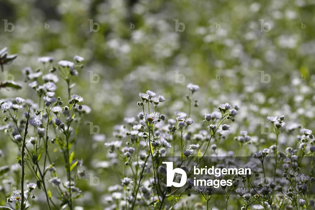 Daisies in a field. Summer.  France.