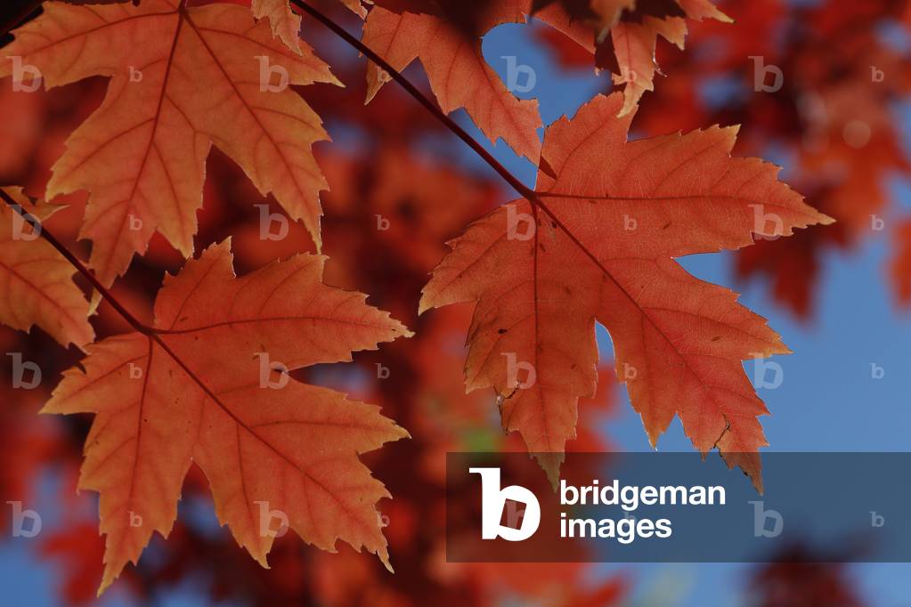 Maple tree  with red-coloured autumn leaves.  France.