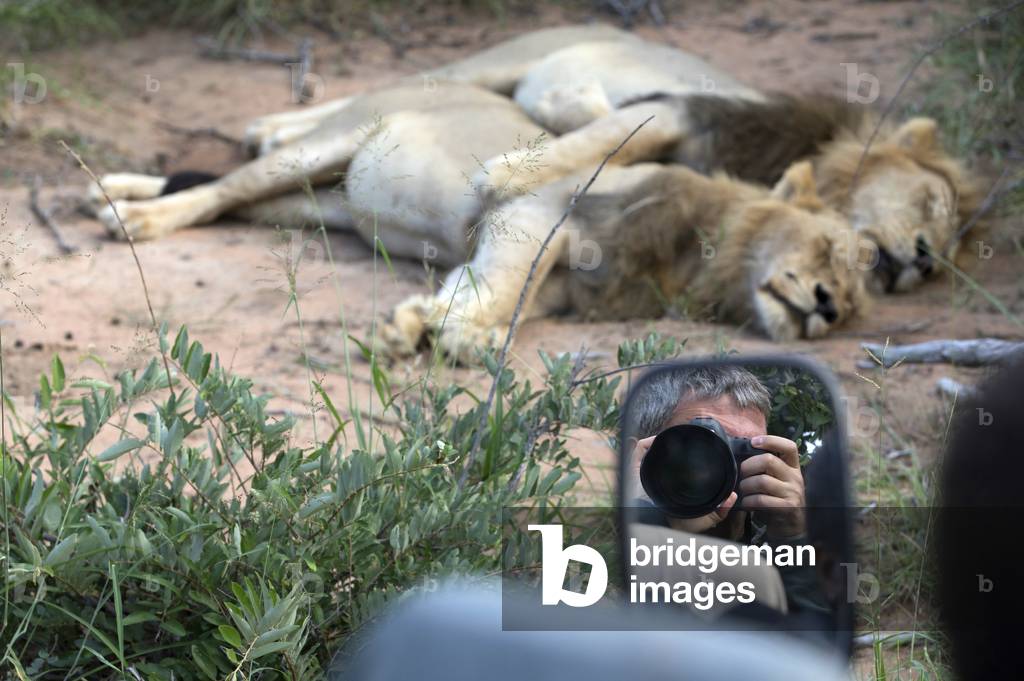 Kruger National Park, Safari, Lion (Panthera leo), South Africa (photo)