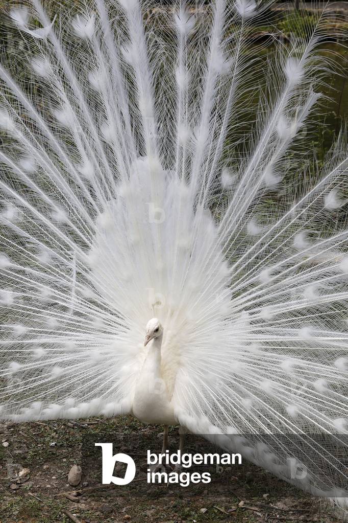 White peacock (PAVO CRISTATUS) in Thoiry zoo park, France