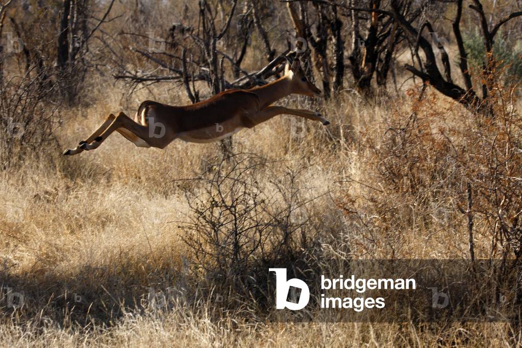 Madikwe game reserve Safari Impala, Madikwe, South Africa