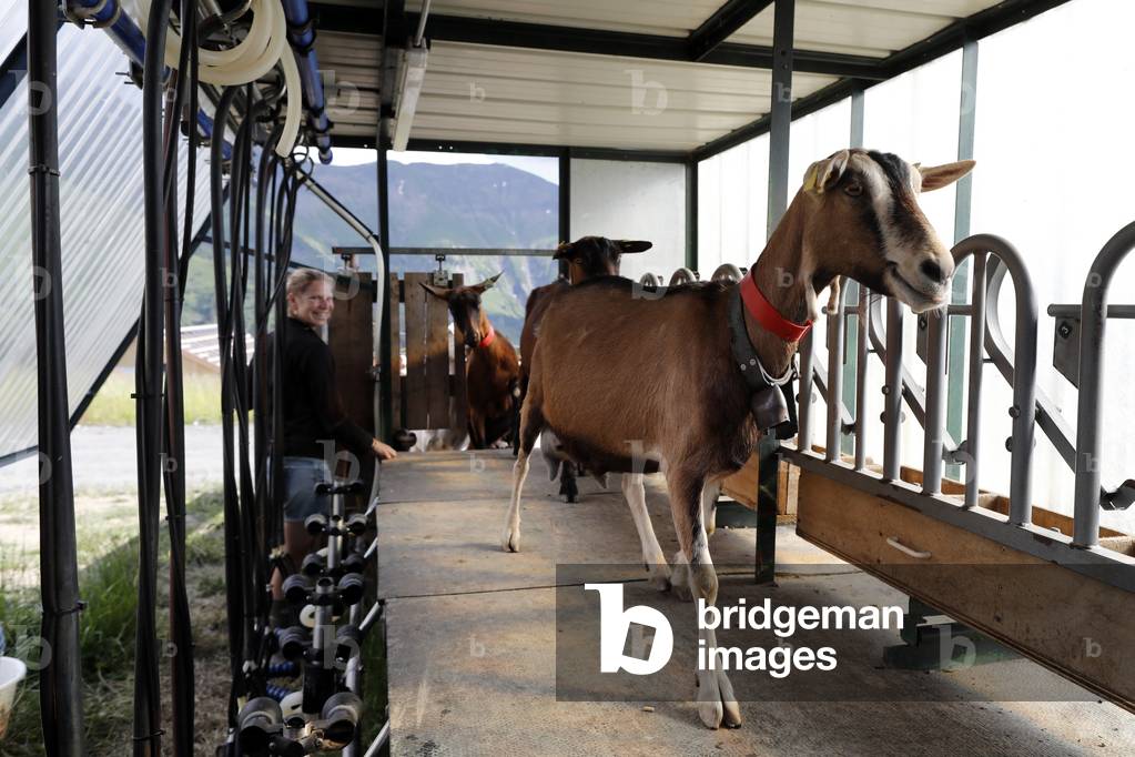 Goat farm in the french Alps.  Goat milking facilities.  France.