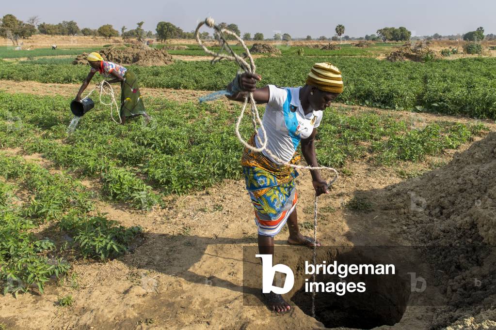 Microfinance client market farming in Savanes province, North Togo, 2019 (photo)