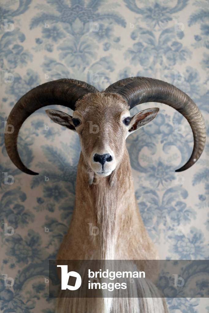 Deer mouflon taxidermy mounted on wall. France, 2019 (photo)