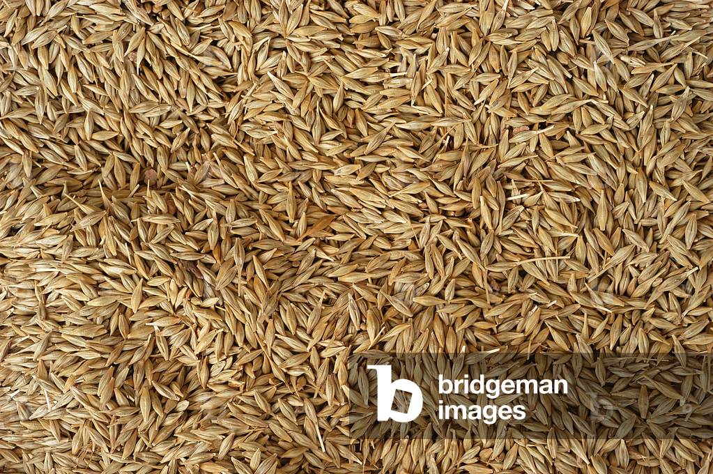 Barley, Midoun, Tunisie