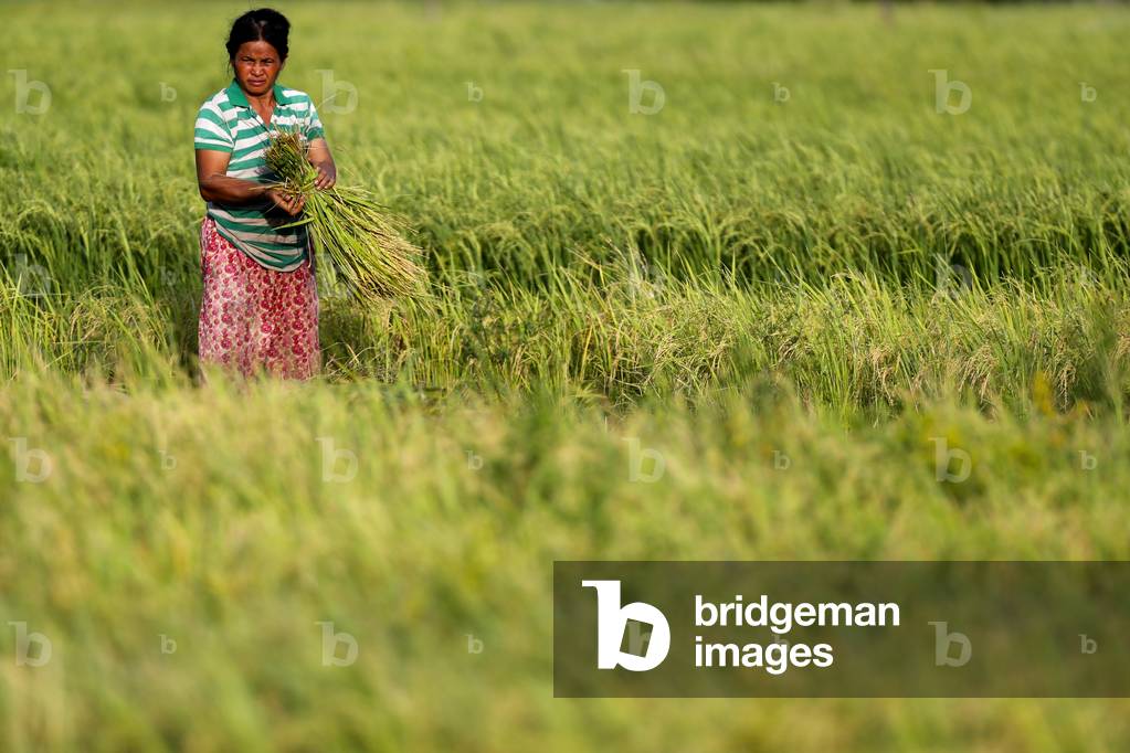 Female farmer harvesting fields of rice, Kep, Cambodia, 2019 (photo)