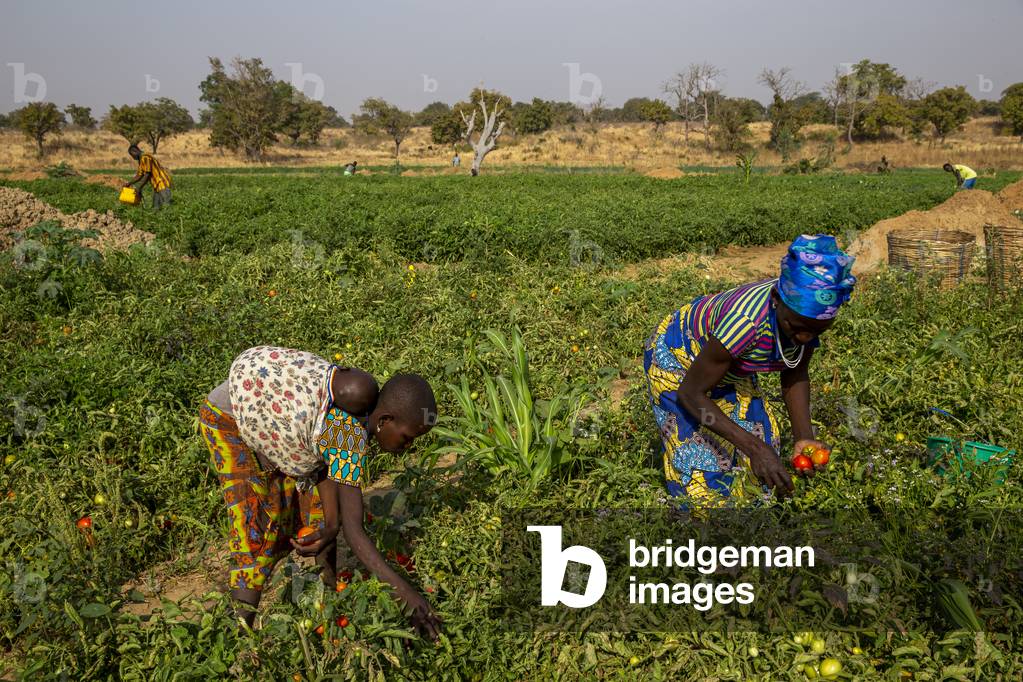 Girl and woman picking tomatoes in Namong, Togo, 2019 (photo)