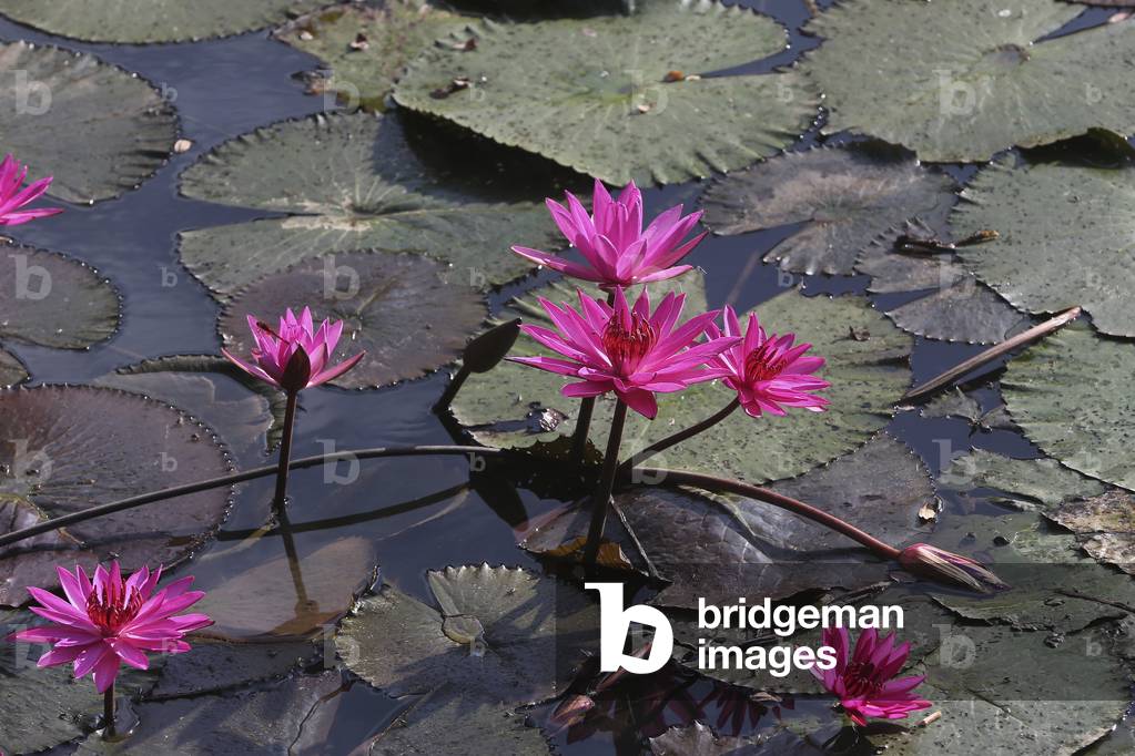 Vang Vieng, Laos : Lotus flower
