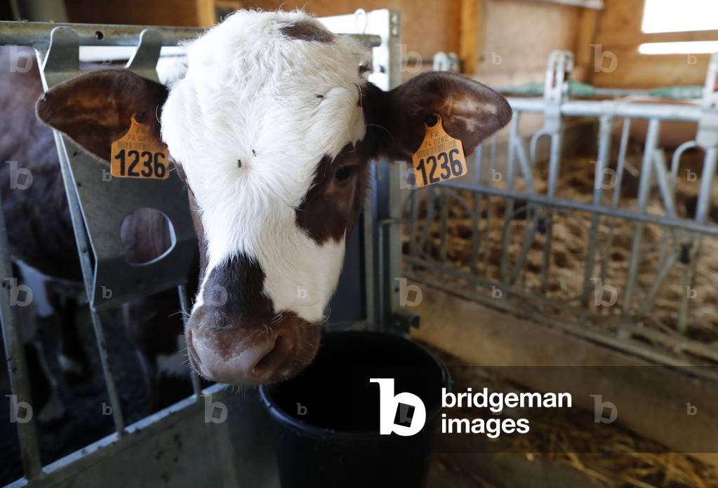 Traditional farm in the French Alps.  Young calf in an enclosure selected for veal meat. France.