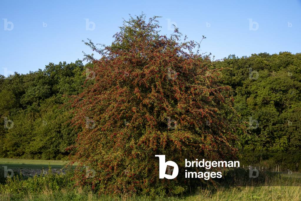 Riverside tree with berries in Eure, France