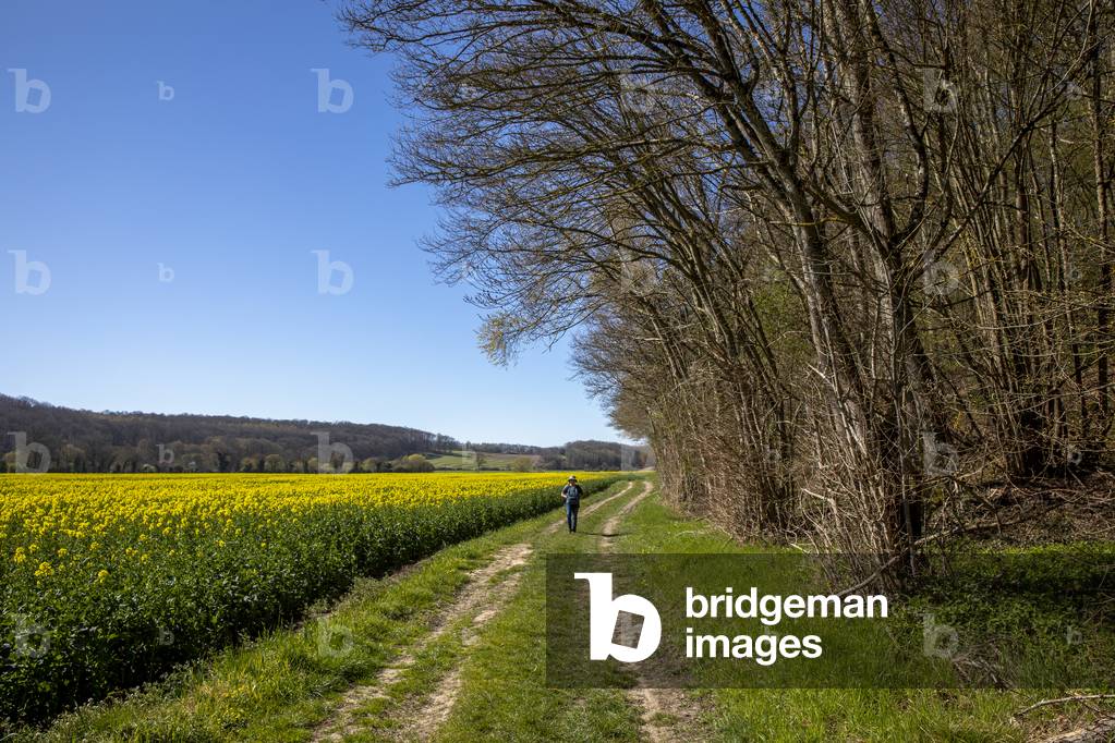 Boy walking on a country path. Eure, France.