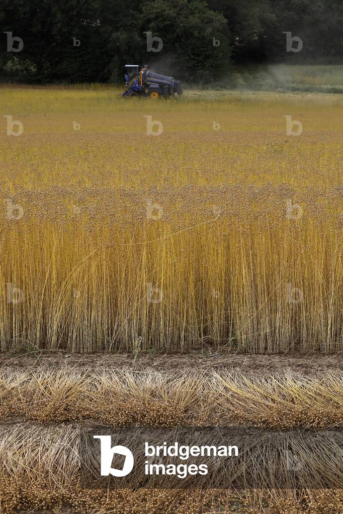 Flax pulling in Eure, France.