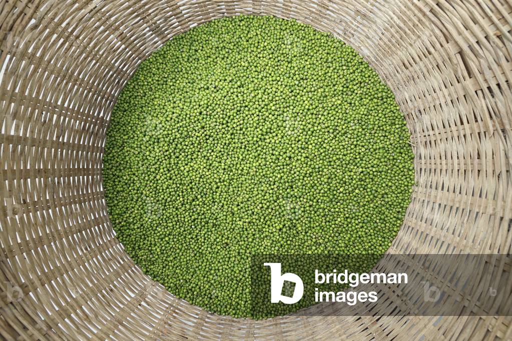 Green peppercorns picked from the pepper vines on a pepper farm, Kep, Cambodia (photo)