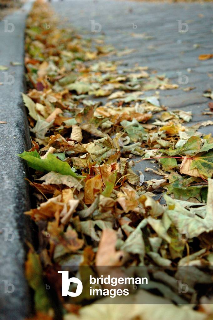 Autumn leaves Paris France